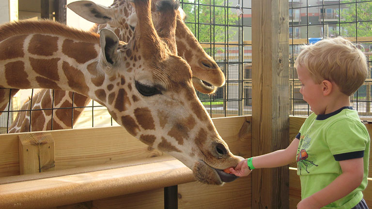 little boy feeding the giraffes